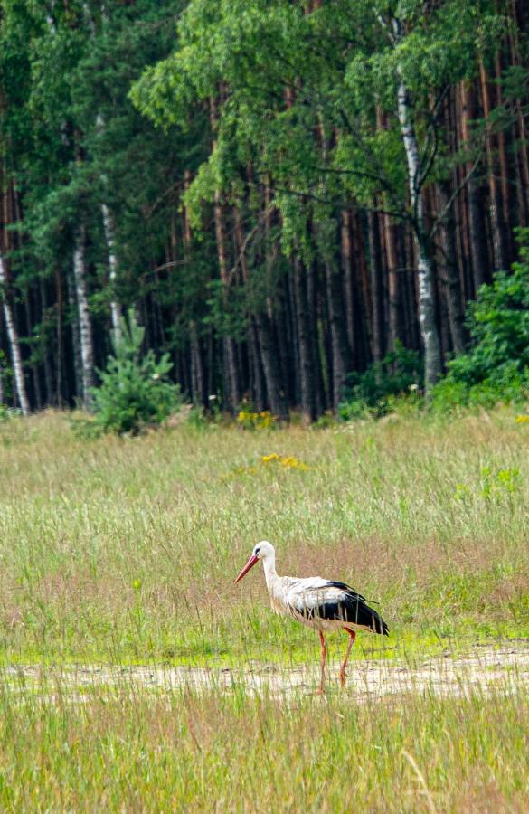 Siedlisko Pod Lasem Звежинец Экстерьер фото